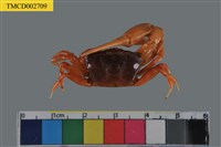 藏品(北方丑招潮蟹)的圖片